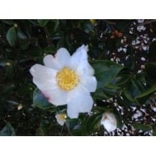 Camellia sasanqua Narumi-gata